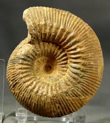 Een fraaie ammoniet - - Gefossiliseerd dier - Stephanoceras