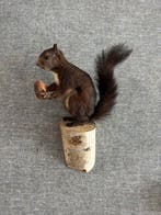 Red Squirrel - Taxidermie wandmontage - Sciurus vulgaris -, Nieuw