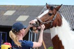 Hulp nodig bij kopen paard of pony?, Dieren en Toebehoren, B, 7 tot 10 jaar, 160 tot 165 cm, Meerdere dieren
