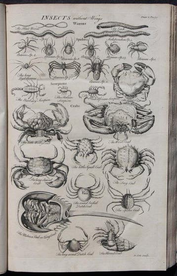 John Hill - An History of Animals Containing Descriptions of