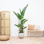 Green Bubble - Strelitzia Augusta multi stam XXL - 250 cm, Huis en Inrichting, Kamerplanten, Ophalen of Verzenden