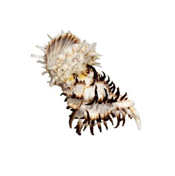 Absolute rariteit: Spondylus princeps & Murex symbiose | 9,4, Nieuw