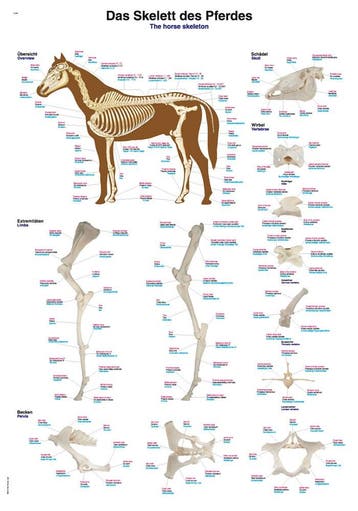 Anatomie poster skelet paard (kunststof-folie, 70x100 cm..., Nieuw