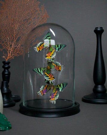 Vlinder Taxidermie volledige montage - Urania ripheus - 25, Nieuw