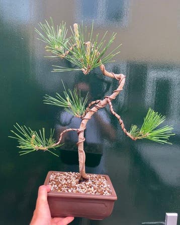 Den bonsai (Pinus) - Hoogte (boom): 43 cm - Diepte (boom):