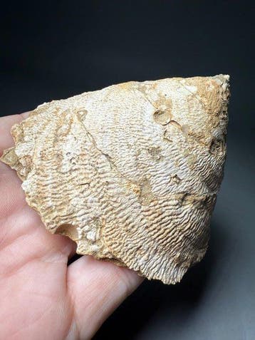Indrukwekkende reusachtige slak - Gefossiliseerde schelp -, Verzamelen
