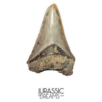 Jonge, fijnste gekartelde Megalodon-tand uit een zeldzame