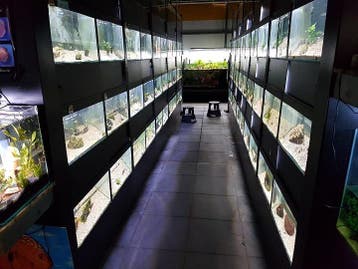 300+ Soorten Tropische Vissen in Overijssel | Bo-vis.nl, Vis, Zoetwatervis