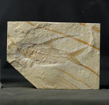 De beste vis met lange rugvin - Een grote. - Gefossiliseerd