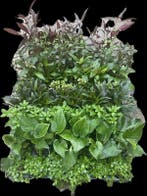 Mix pakket Azië 6 stuks - 5cm pot - aquariumplanten, Dieren en Toebehoren, Ophalen of Verzenden, Nieuw, Plant(en), Steen of Hout