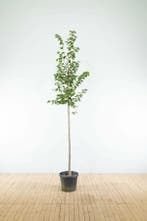 Tilia cordata Greenspire hoogstam 18/20, Tuin en Terras