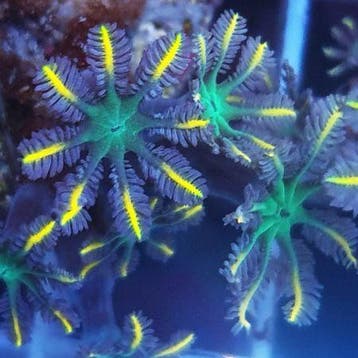 Clavularia spp (Metalic Orange Clove Polyps) S (10-12 poliep, Ophalen of Verzenden, Nieuw