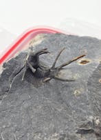 Trilobiet - Gefossiliseerd dier - Spiny Trilobite Fossil on, Verzamelen