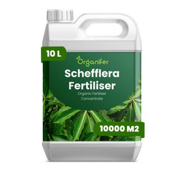 Schefflera vloeibare meststof - 10 liter, Verzenden, Mest