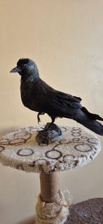 Choucas des Tours - Taxidermie volledige montage - Coloeus, Nieuw