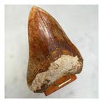 Megalodon - Fossiele tanden - 140 mm - 104 mm