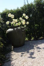 Sylxz Viburnum white 120 cm, Ophalen of Verzenden, Nieuw