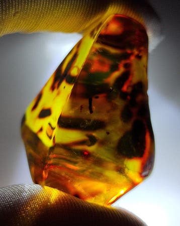 FOSSlL-AMAZING!! Dominicaans amber- 19.28 g
