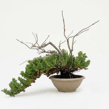 Jeneverbes bonsai (Juniperus) - Hoogte (boom): 36 cm -