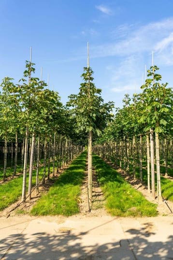 Aesculus x carnea Briotii hoogstam 18/20