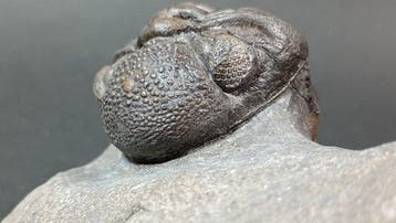 Trilobiet - Fossiel rugschild - Pedinopariops Vagabundus, Verzamelen