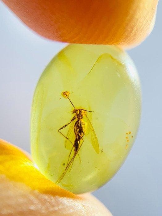 Natuurlijke Insectenbarnsteen Gouden Barnsteen Diptera -, Verzamelen, Mineralen en Fossielen