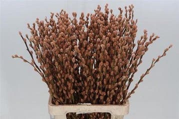Katjeswilg gekleurde wilgenkatjes salix latte/oranje bundel, Ophalen of Verzenden, Nieuw