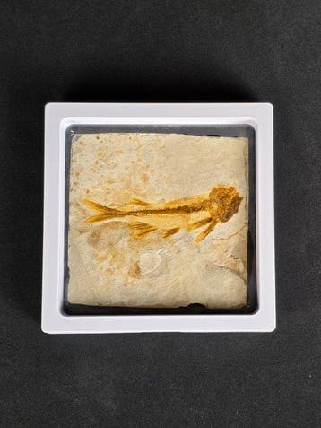 Vis - Gefossiliseerd dier - Lycoptera - 11 cm (Zonder