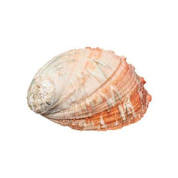 $$ TOP $$$ Schijf abalone Skelet - Haliotis discus - 0 cm -