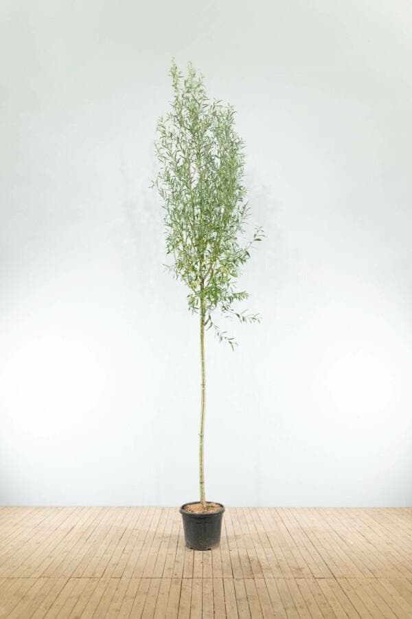 Salix alba hoogstam, Tuin en Terras, Planten | Tuinplanten