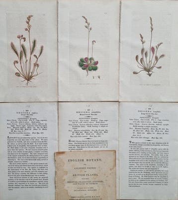 James Edward Smith / James Sowerby - Lot. of 7 sheets -