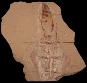 Vis - Gefossiliseerd dier - Libanopristis hiram - 30 cm - 24, Verzamelen