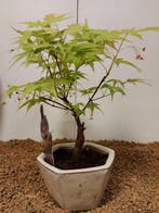 Japanese maple bonsai (Acer palmatum) - Hoogte (boom): 22 cm