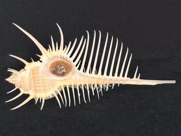 Zeeslak Zeeschelp - S-519 MUREX PECTEN (Zonder minimumprijs)