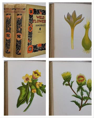 Anne Pratt - Wild Flowers (Complete Set with 192 Colour