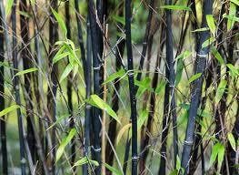 Phyllostachys bissetii, nigra, aurea en Fargesia rufa bamboe, Overige soorten, Vaste plant, Ophalen of Verzenden, Bloeit niet
