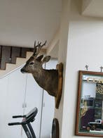 Reebok Taxidermie wandmontage - Capreolus capreolus - 60 cm, Nieuw