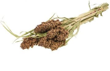 Sorghum SB aren pluimen Natural Groen, Ophalen of Verzenden, Nieuw