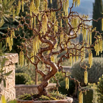 Krulhazelaar ‘Contorta’, Verzenden