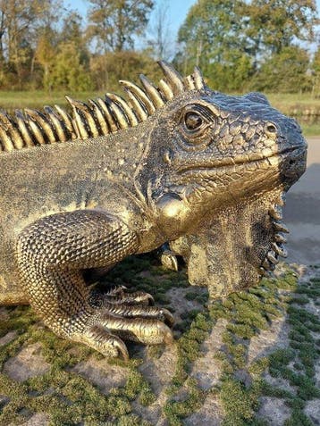 Beeld, beautiful image of a rock iguana - 34 cm - polyresin