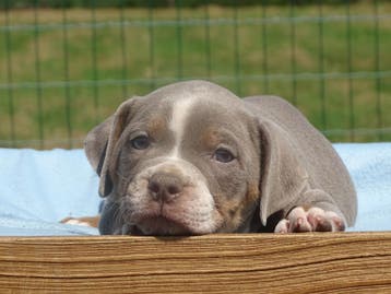 Old English Bulldog pups! Hartelijk welkom. Mogen mee, Parvo, Nederland, 8 tot 15 weken, Bulldog