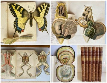 Collated - The Nature Book 6 Vols. - 1920