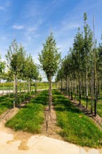 Acer capillipes hoogstam 12/14