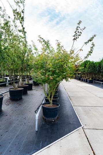 Acer palmatum Atropurpureum meerstammig 200-250, Tuin en Terras