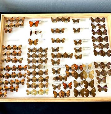 Grote historische collectie van 113 Vuurvlinders +, Nieuw