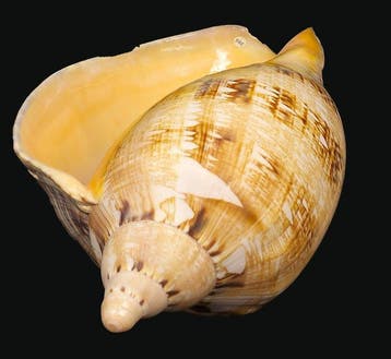 Bloedrode Voluut Skelet - Cymbiola rutila norriisii - 0 mm -