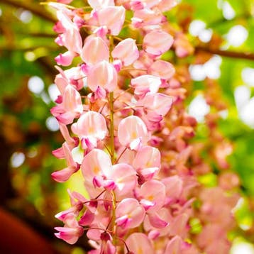 Japanse Blauweregen Shiro-beni container (C3) Wisteria, Tuin en Terras, Verzenden, Overige soorten, Struik