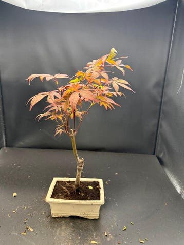 Japanese maple bonsai (Acer palmatum) - Hoogte (boom): 25 cm