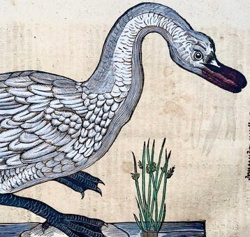Conrad Gesner [1516-1565] - Swan - Folio with 2 hand