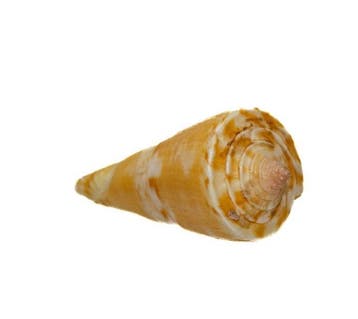 Conus voluminalis – Elegant verzamelhuisje voor kegelslakken, Verzamelen, Nieuw